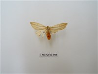 藏品(赭褐帶東燈蛾)的圖片